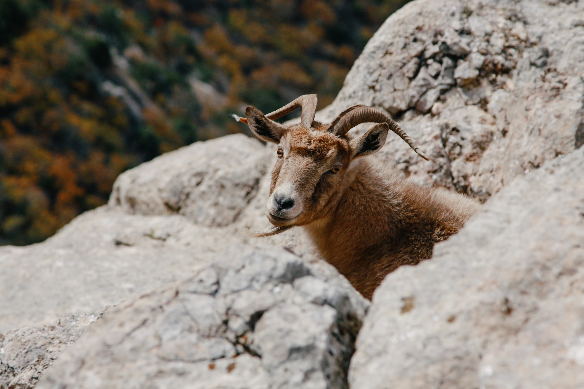 Mountain goat, wild life