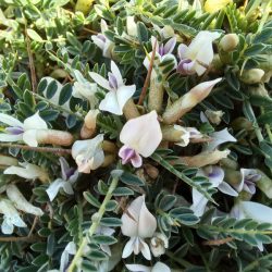 fiori di Astragalus